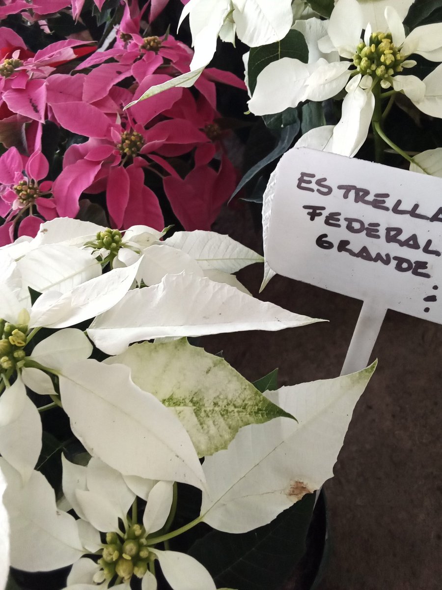 Habías visto estrella federal en rosado?no t la pierdas se van volando,$450Envios a todo el Pais
091746993
Cadeteria en Mdeo a cargo del comprador costo$150
Paga al momento de entrega o puede ser por Abitab colectivo 126006
O  red pagos tarjeta mi dinero o retira en Belvedere