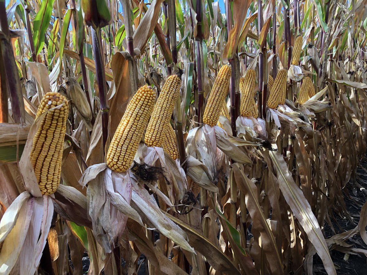 HBWilkens's tweet photo. What do you think @GldnHarvest Do these fields of G12$75D &amp; G15J91V have what it takes to compete on the big stage in the NCGA yield contest?  Excited to see some top end record yields this year from across the eastern &amp; central corn belt. https://t.co/JnXd0XWaiw