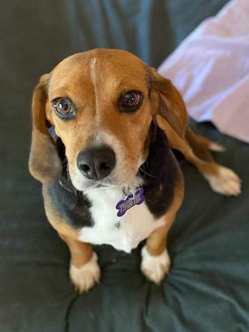 You know when people say “puppy dog eyes”? Fun fact, adoptable Yabbi invented the puppy dog eyes. 

5 YO, 35 LBS, S W E E T I E 

needypaws.org/animals/detail…