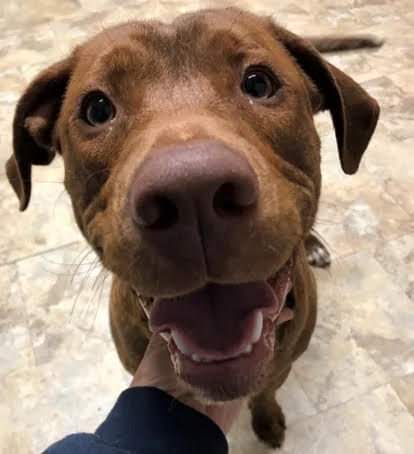 Meet Bogey, almost a year old &amp; still looking for his family. He has typical lab energy &amp; would love someone who will spend some time with him in the great outdoors, camping or hiking or just tossing a ball in the backyard! 
needypaws.org/animals/detail… #adoptdontshop