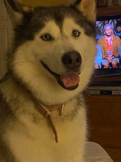 Calling all Husky lovers! Maya is a beautiful mature lady who is looking for her people. She is housebroken, crate trained, perfect manners. TO find our more about Maya go to her bio needypaws.org/animals/detail…
 #adoptdontshop #rescuedismyfavoritebreed #needypawsstl #husky #huskylove