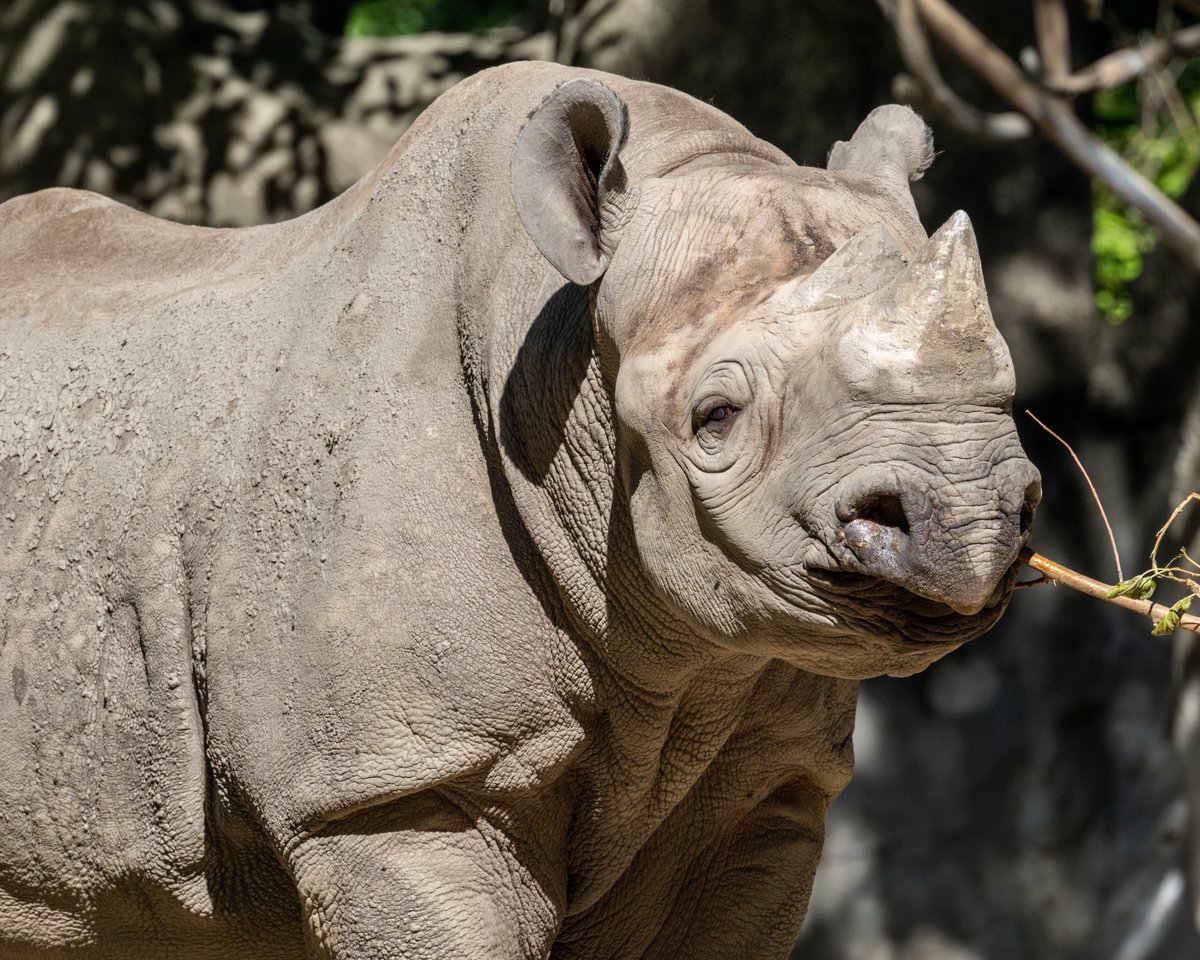 Happy World Rhino Day! #WorldRhinoDay2022 #WorldRhinoDay #rhinoceros