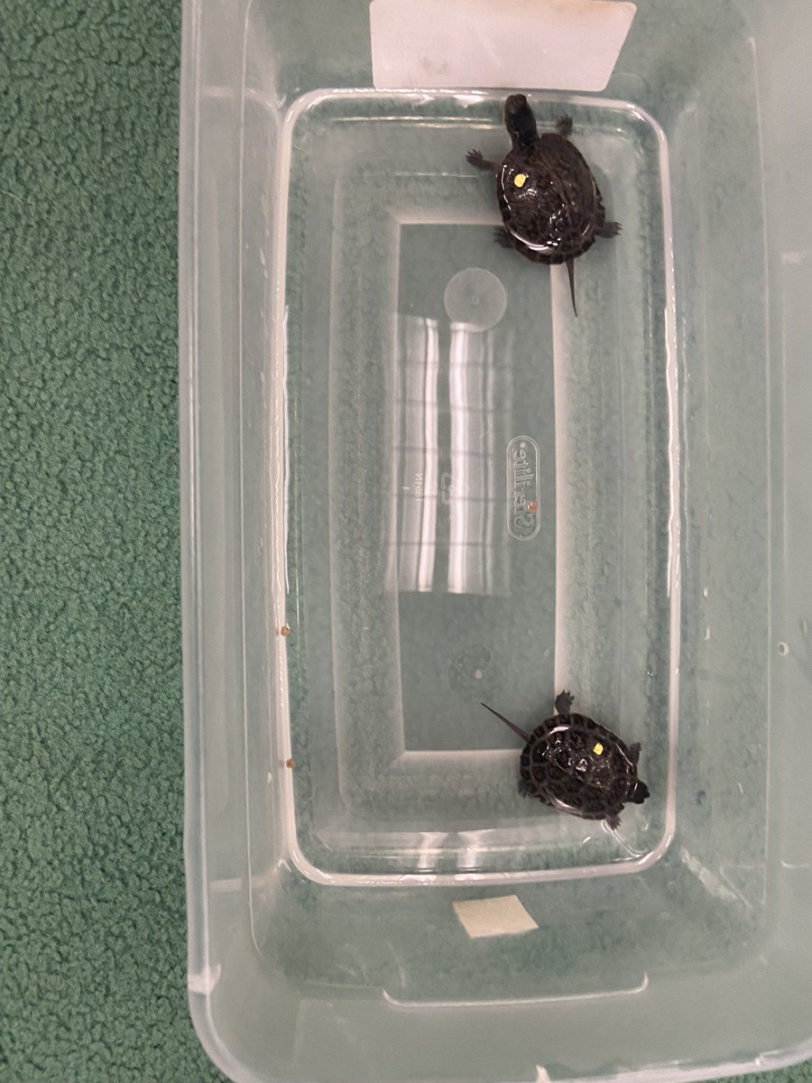 Tara Livolsi tweet media