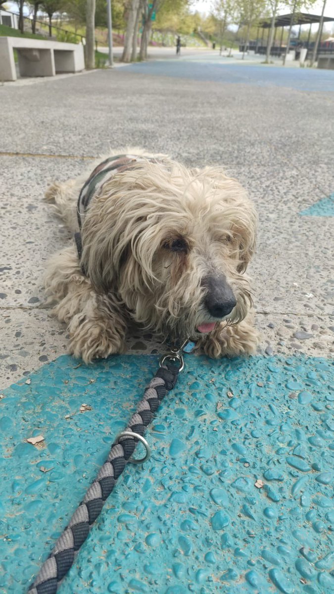 madi_tol's tweet photo. Chiquillos lindos vengo a pedir ayuda para este pequeñín rescatado por @DiaztabitaE 
Lo rescató hace unos días y hoy lo llevó a peluquería pero el pequeño tiene "piojos blancos" y necesita Bravecto.
Nos ayudan a reunir del dinero por favor 🙏 
@betohi @KarendTV 
Son $25.000 https://t.co/vSk51uRv4e