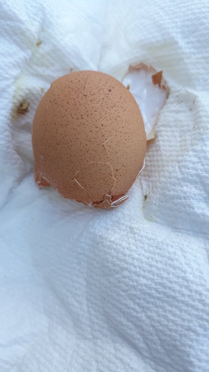 BWhirledCulture's tweet photo. Can't think of a better way to start off Fall than with our first DATA Chicken eggs! The first one was broken but our next find was a beautiful olive egg in the box! Now to figure who they belong too🤔 #DATAChickens #Eggsciting #DATADoes @dataedwhite @NEISD @NEISDFoundation https://t.co/Tt8ZNEIw6n