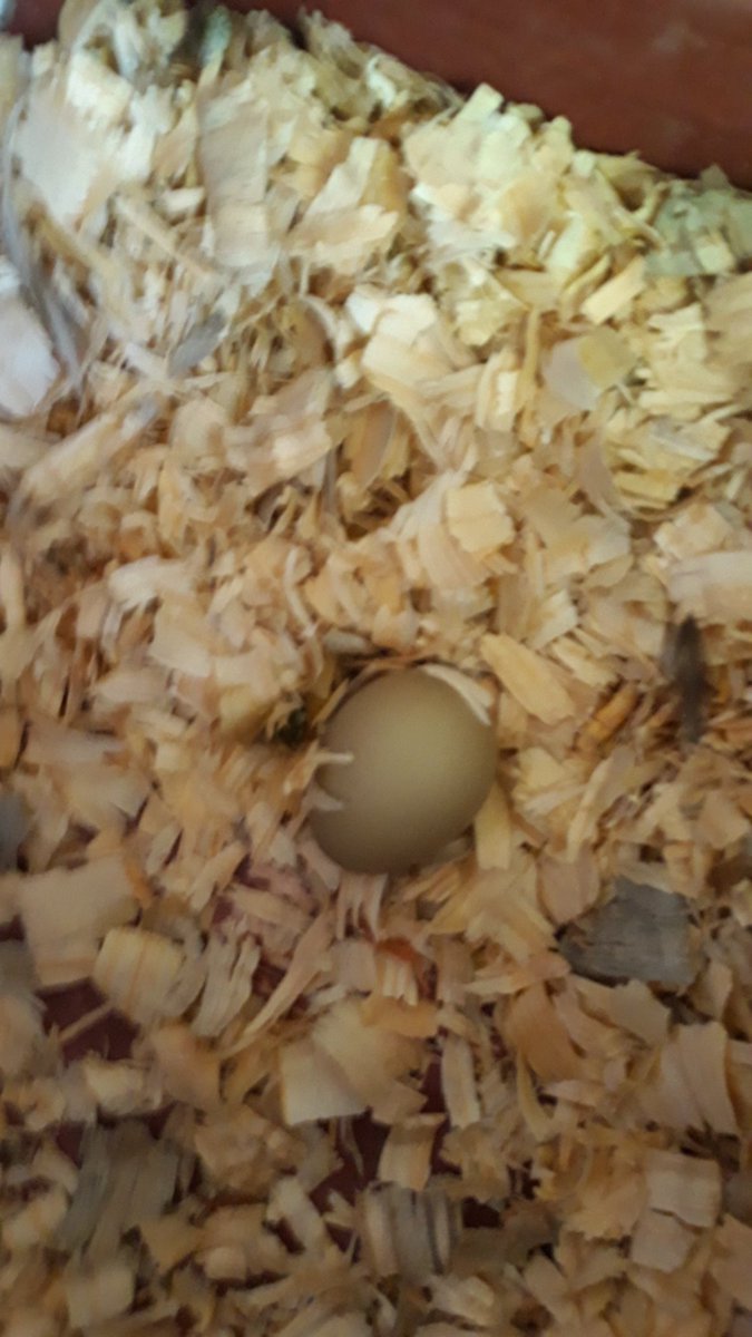 BWhirledCulture's tweet photo. Can't think of a better way to start off Fall than with our first DATA Chicken eggs! The first one was broken but our next find was a beautiful olive egg in the box! Now to figure who they belong too🤔 #DATAChickens #Eggsciting #DATADoes @dataedwhite @NEISD @NEISDFoundation https://t.co/Tt8ZNEIw6n