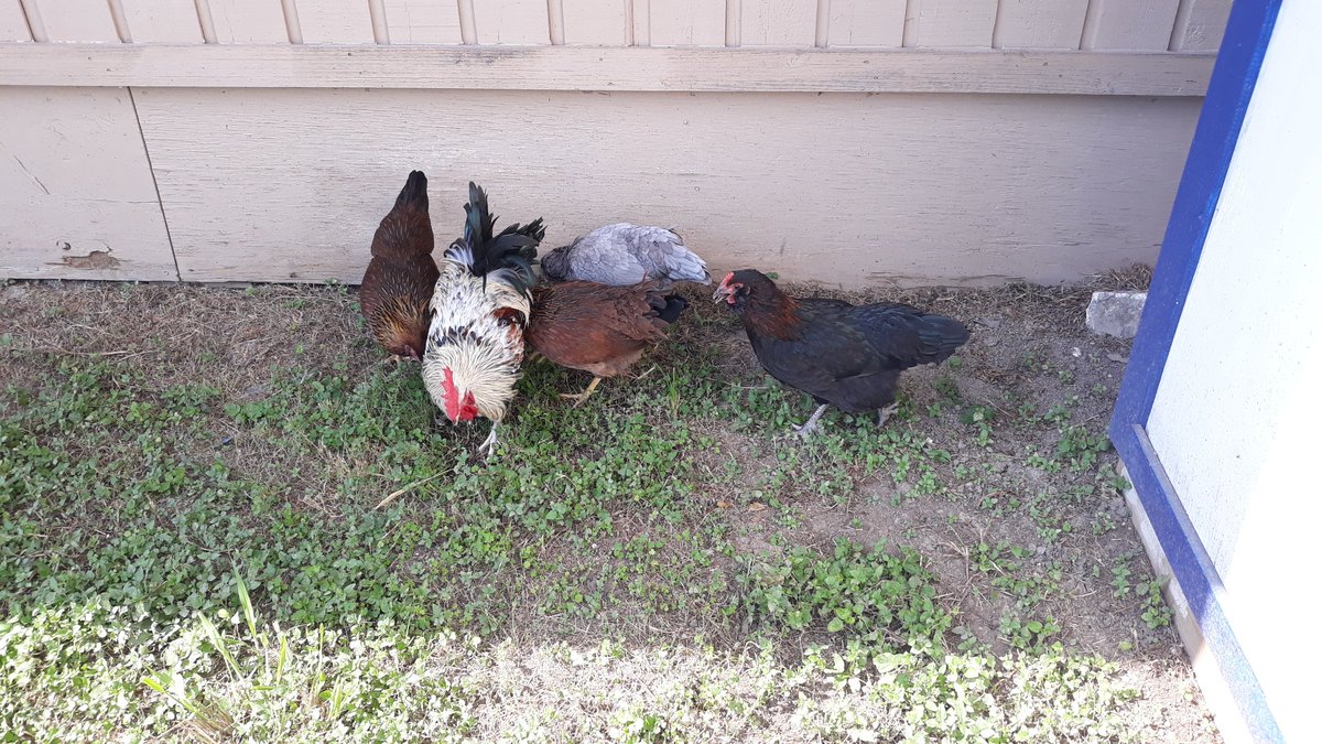 BWhirledCulture's tweet photo. Can't think of a better way to start off Fall than with our first DATA Chicken eggs! The first one was broken but our next find was a beautiful olive egg in the box! Now to figure who they belong too🤔 #DATAChickens #Eggsciting #DATADoes @dataedwhite @NEISD @NEISDFoundation https://t.co/Tt8ZNEIw6n