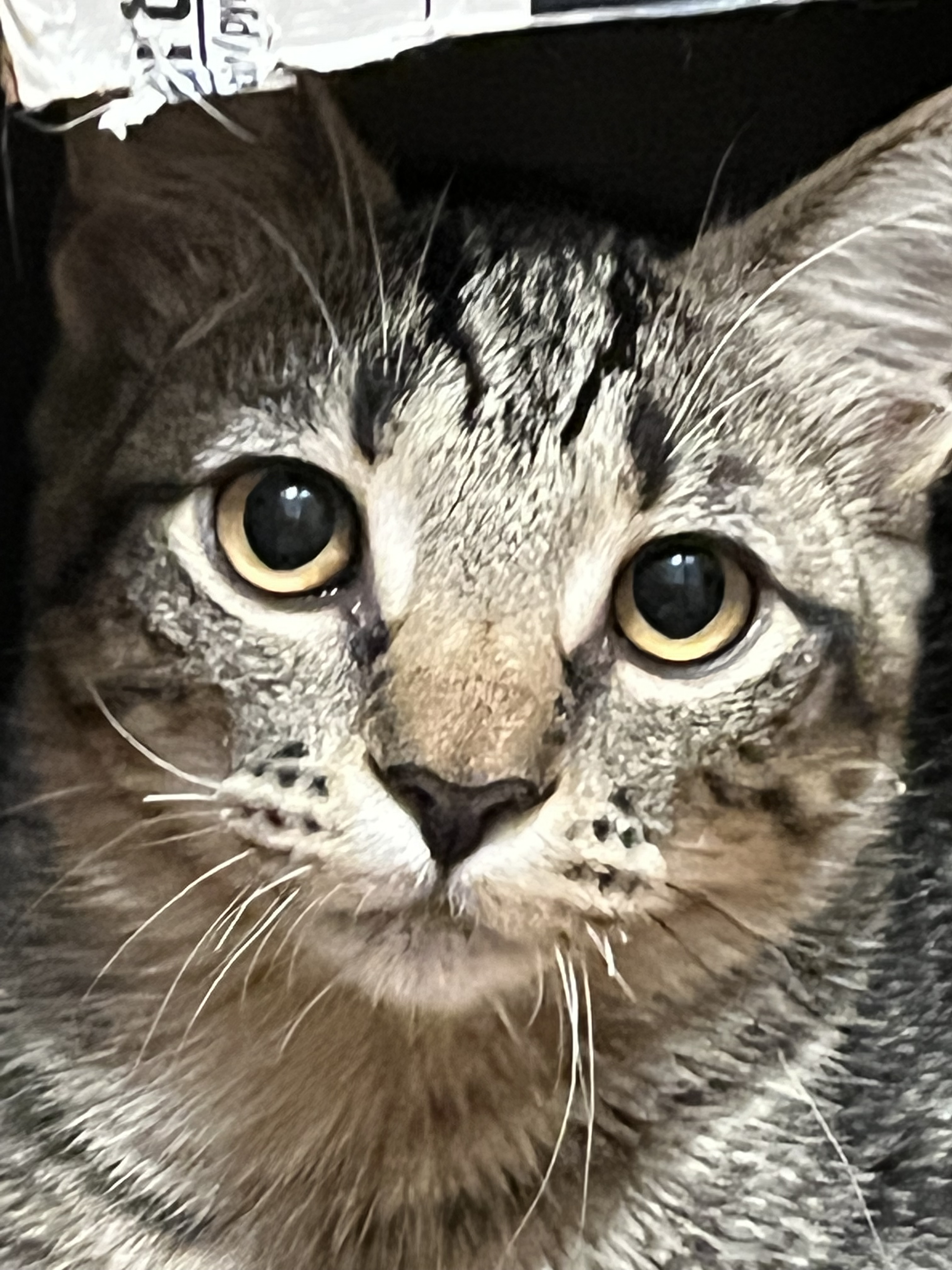 Central valley animal rescue 2025