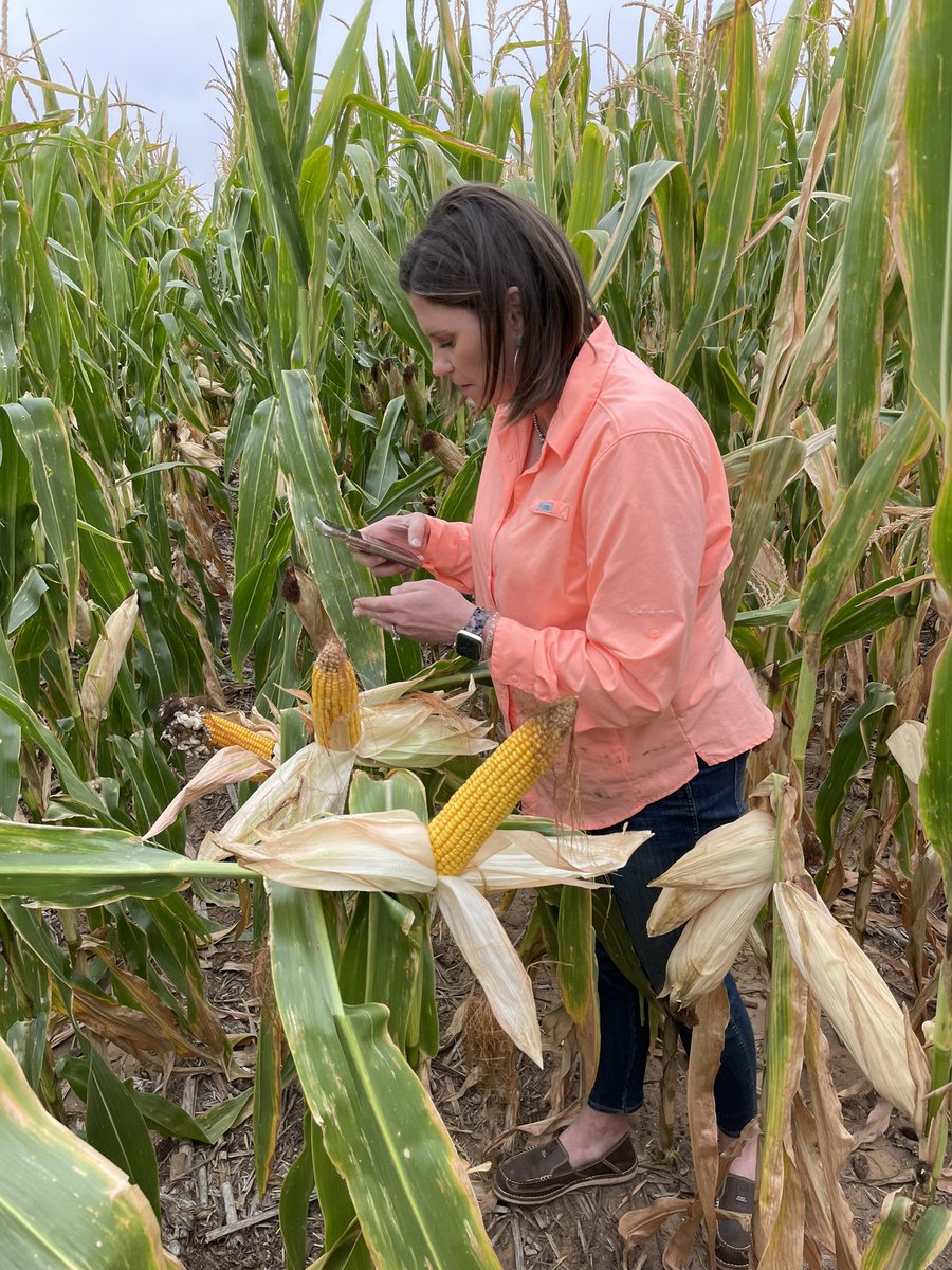 frenchrw's tweet photo. Taking common smut counts; 3.0 GPM/acre water with &amp; w/o Sosdia, a new stress mitigation product from @CortevaUS, at VT. Very little rain in season. Results look promising with less smut in treated half due to better tip pollination &amp; a little better staygreen . @katie_verett https://t.co/PrK2fXnT8x