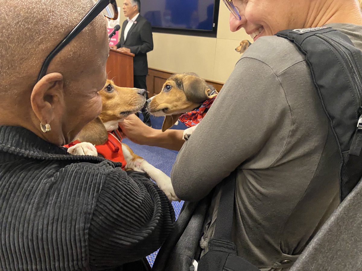 Jennifer Shutt on Twitter "Beagles rescued from Virginia dogbreeding facility get the star