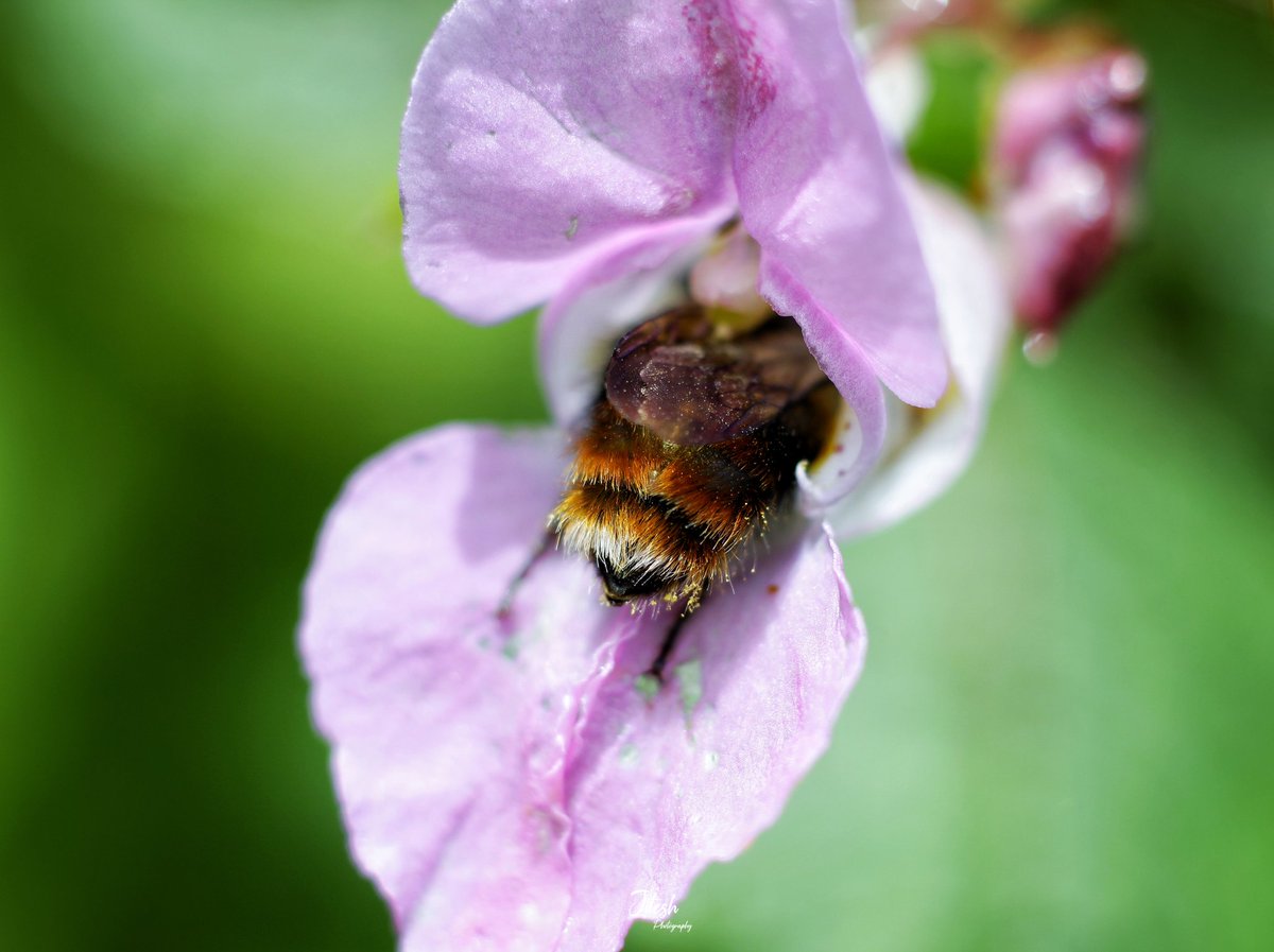 jitesh_bisht5's tweet photo. Wild hummel bilder๐ ,Himalayan balsam flower.๐ท๐ฟ
#Macro #topmacro #wildhummelbilder #wild_is_life #topnature #canonindia_official #rawmacro #rawinsects #rawallnature #rawflowers #rawallindia #luv4ourforests #luv4nature #uttarakhandheaven #uttrakhand_dairies #Valleyofflowers https://t.co/fbdEaZMckd