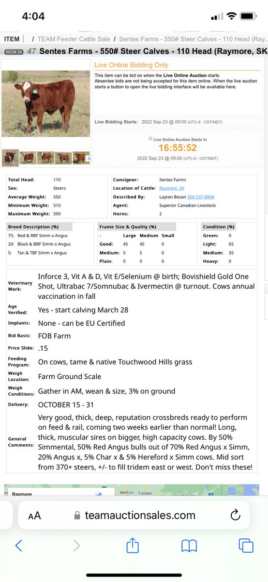 These boys sell on TEAM tomorrow <a href="/marksentes/">Mark Sentes</a> <a href="/cdnangus/">Canadian Angus</a> <a href="/CdnSimmental/">Canadian Simmental</a>