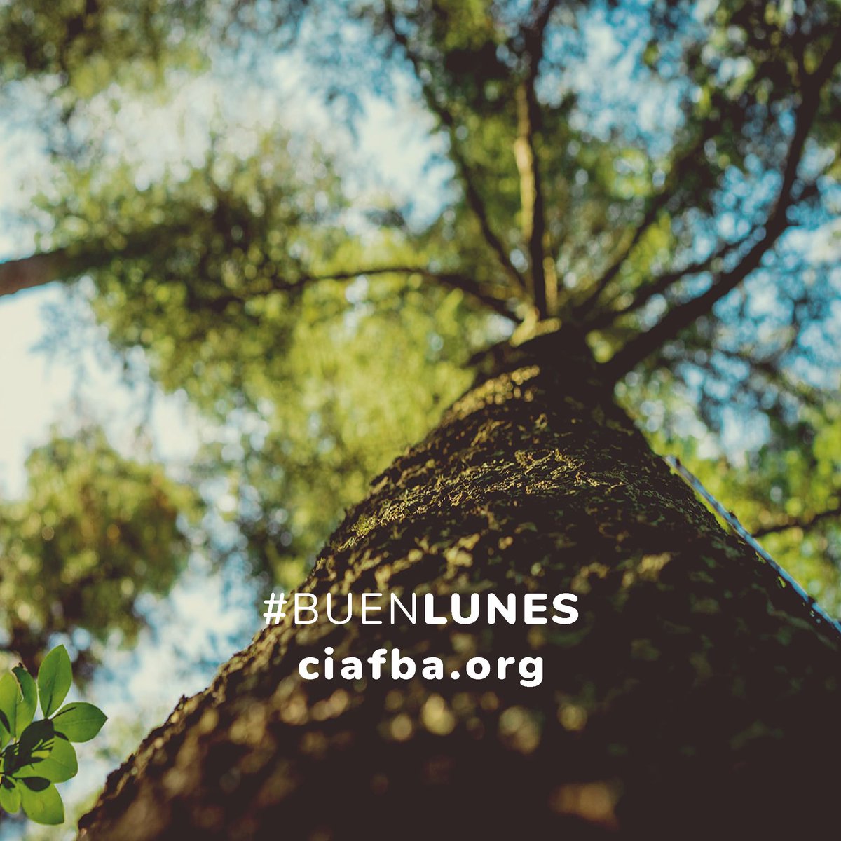 CiafbaOficial's tweet photo. 🦋🌸🌼 #BuenLunes y excelente inicio de semana!

Podés comunicarte con nuestras secretarías regionales:
📱 CENTRO 221 586 9016
📱 NORTE 2477 51 0015 / 1473
📱 SUDESTE 249 428 6222
📱 SUR 291 504 0032
💻https://t.co/HGfB4TFW2H

#SomosColegio
#Primavera 
#YoMeMatriculo https://t.co/WXrKaFwEd6