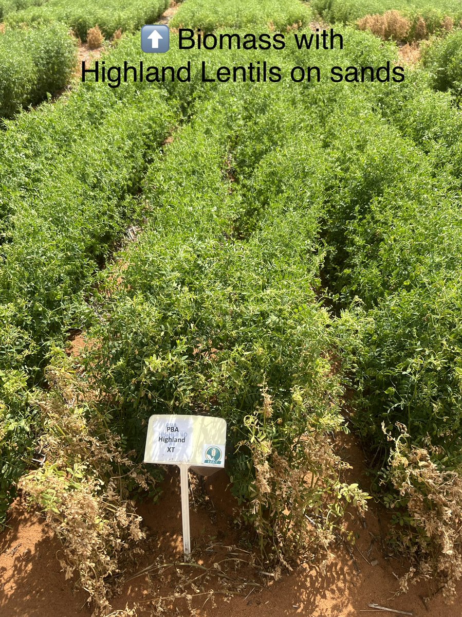 MsfMallee's tweet image. Grain Legume Production FD Loxton Mon showed lots of trial work on Lentils TOS, chickpeas fungicide strategies important &amp;amp; deep ripping w/pulses w/@Moodie_ag Time to exchange/gain info @AgSolutionsOz @Sarah_Day_  @KosterBradley @ChickpeaAus @elizabethbell @SipcamAus #MsfProjects