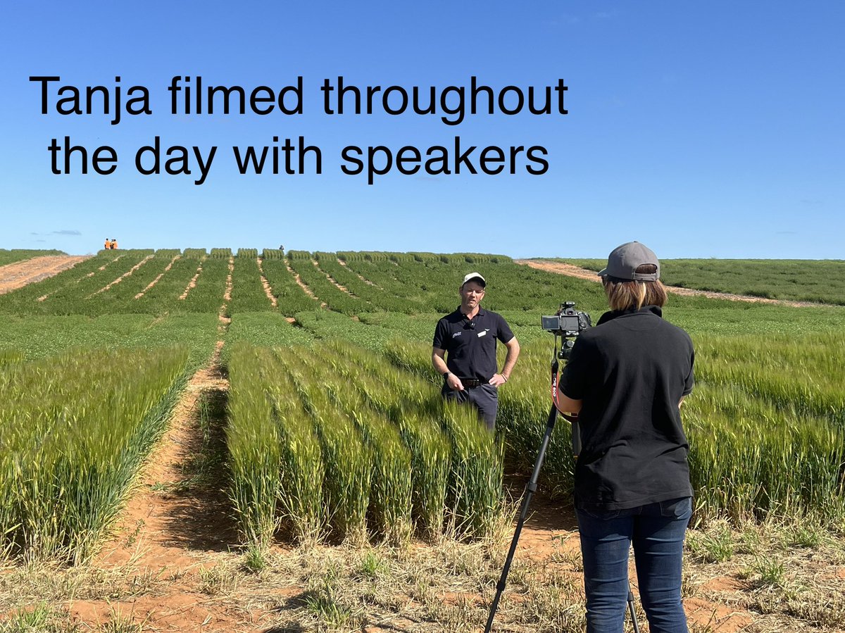 MsfMallee's tweet image. Grain Legume Production FD Loxton Mon showed lots of trial work on Lentils TOS, chickpeas fungicide strategies important &amp;amp; deep ripping w/pulses w/@Moodie_ag Time to exchange/gain info @AgSolutionsOz @Sarah_Day_  @KosterBradley @ChickpeaAus @elizabethbell @SipcamAus #MsfProjects