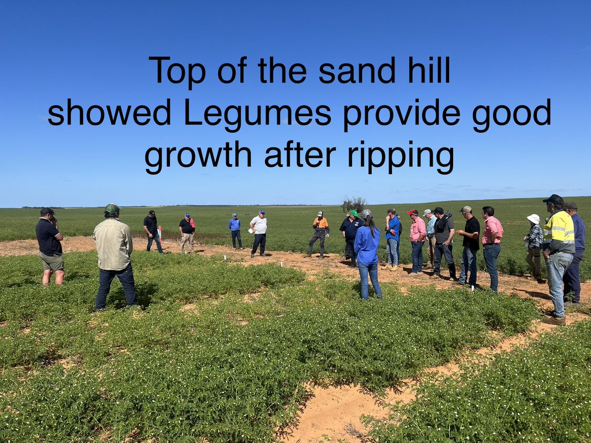MsfMallee's tweet image. Grain Legume Production FD Loxton Mon showed lots of trial work on Lentils TOS, chickpeas fungicide strategies important &amp;amp; deep ripping w/pulses w/@Moodie_ag Time to exchange/gain info @AgSolutionsOz @Sarah_Day_  @KosterBradley @ChickpeaAus @elizabethbell @SipcamAus #MsfProjects