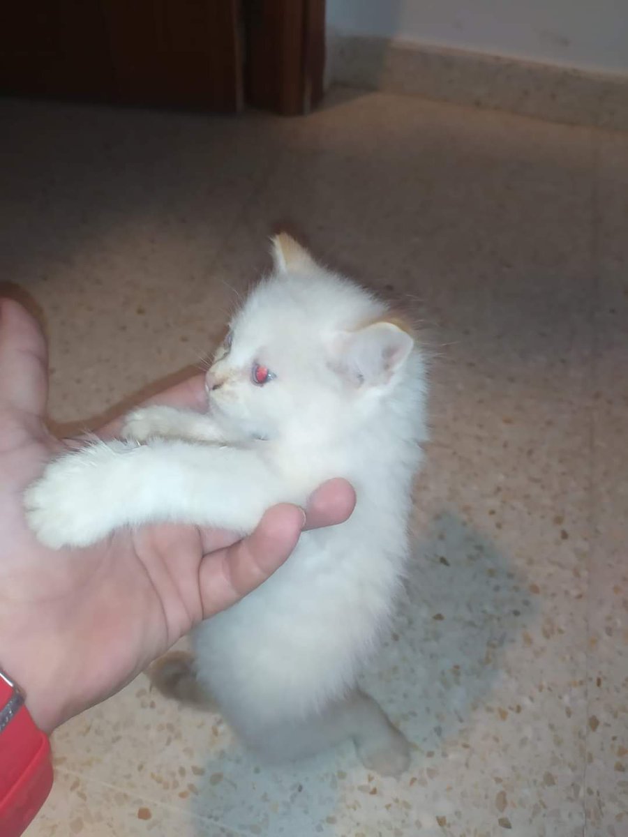 SilviaMylo's tweet image. Lo han dejado en la jefatura de policía de Alcalá de Guadaira (Sevilla) Necesita una familia 687364110
😢🆘📢📢📢📢📢