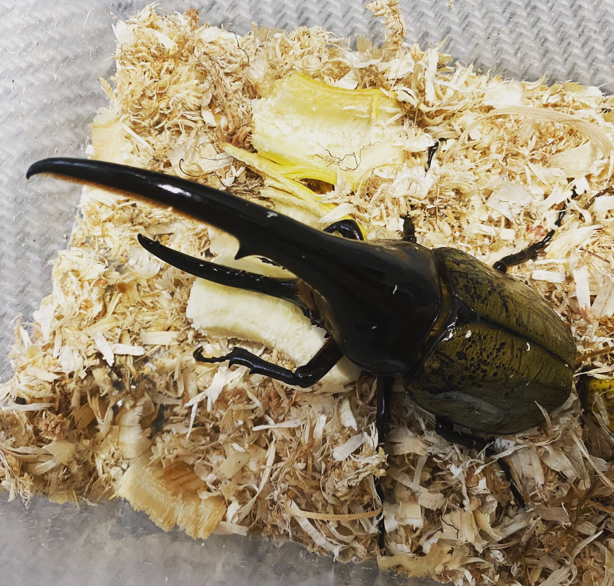 DHヘラクレス ヘラクレス（決まりました）