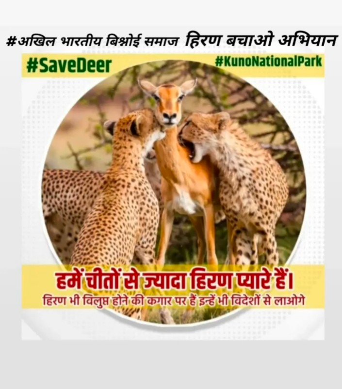 PRADEEPKHICHAR4's tweet photo. @minforestmp  #minforestmp #bishnoism https://t.co/uCQ3oUdEwl