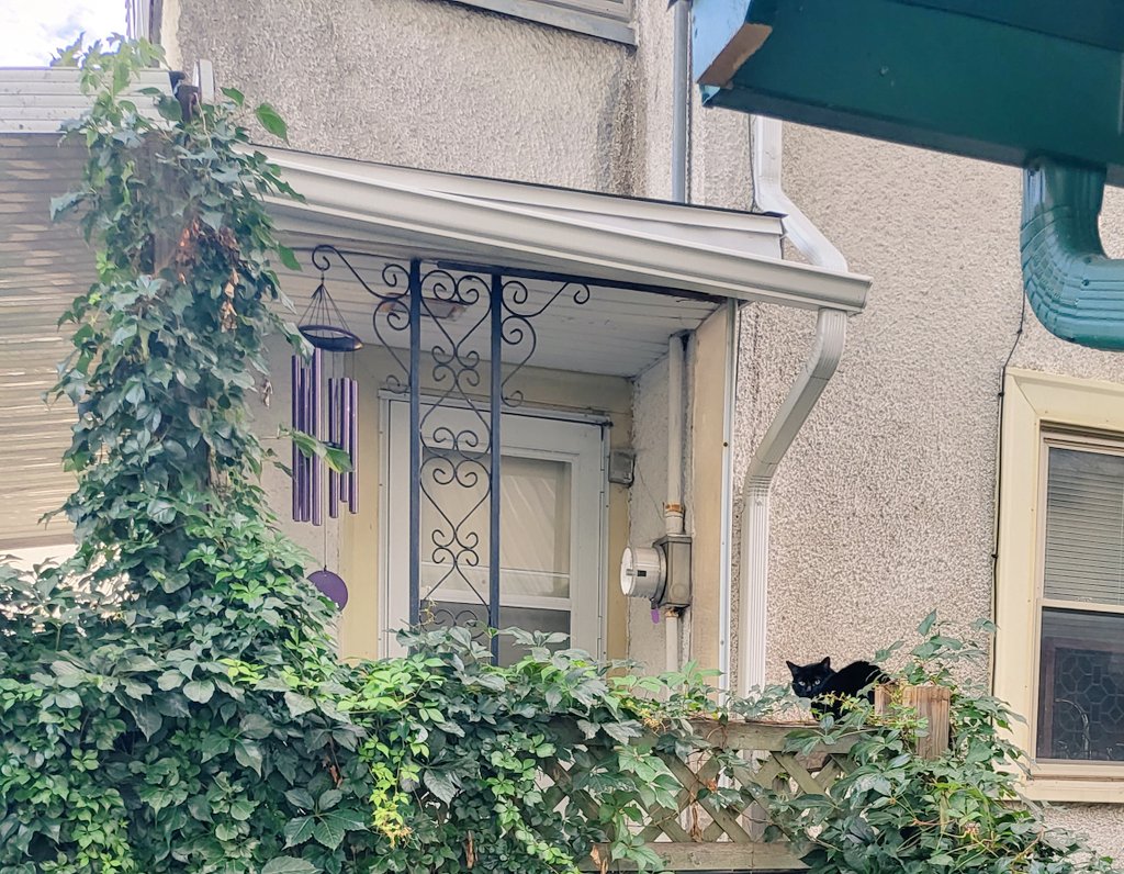 AbbeMSP's tweet photo. Sad news... I think my son might be a peeping tom. #BlackCat https://t.co/4DKO3AD0JP