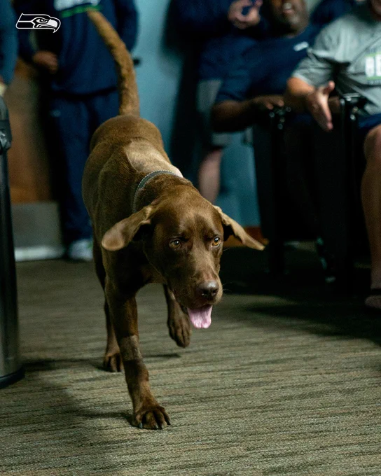 Turf the Dog at the team meeting.