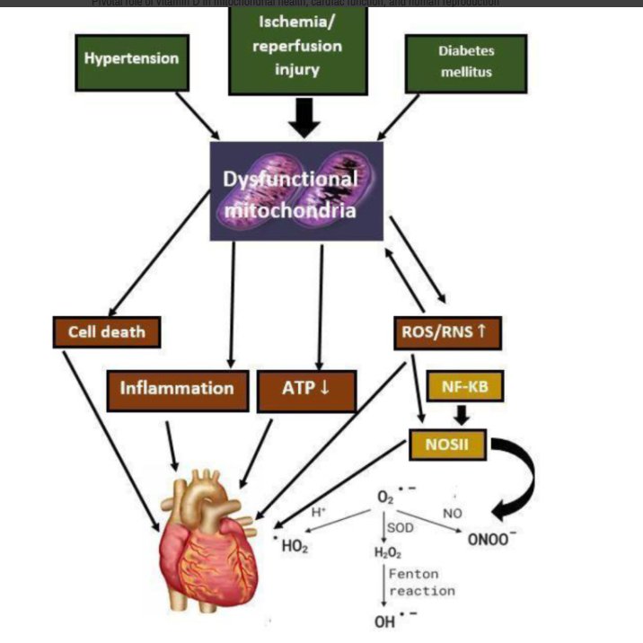 doctorneyro's tweet image. #VitaminD, a #hormone, appears to have significant beneficialeffects on various physiological systems, including the #musculoskeletalsystem.

#VD assists in the regulation of numerous functions nd physiological processes as #inflammation, #oxidativestress

ncbi.nlm.nih.gov/pmc/articles/P…