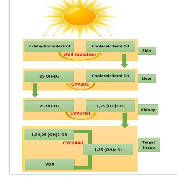 doctorneyro's tweet image. #VitaminD, a #hormone, appears to have significant beneficialeffects on various physiological systems, including the #musculoskeletalsystem.

#VD assists in the regulation of numerous functions nd physiological processes as #inflammation, #oxidativestress

ncbi.nlm.nih.gov/pmc/articles/P…