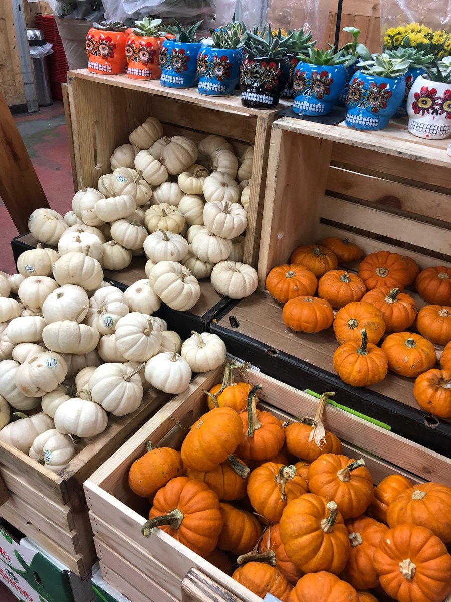 KimTaff's tweet photo. Antidote to seasonal depression https://t.co/wGO7iFphYz