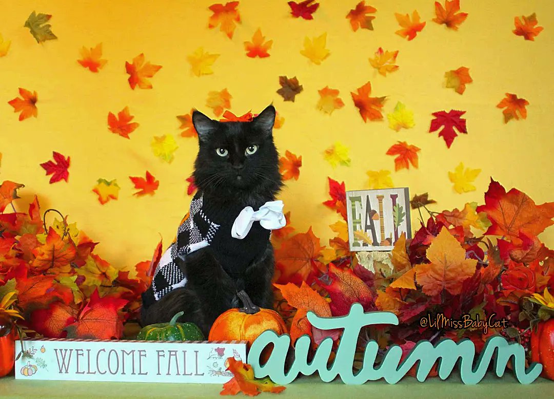 LilMissBabycat's tweet photo. 🍁🍂🍃Happy 1st Day of Fall !!🍃🍂
Ugh...It's definitely #sweaterweather now too...what happened to my summer? #FirstDayOfFall #Fall #AutumnalEquinox https://t.co/Q4hWytWrNA
