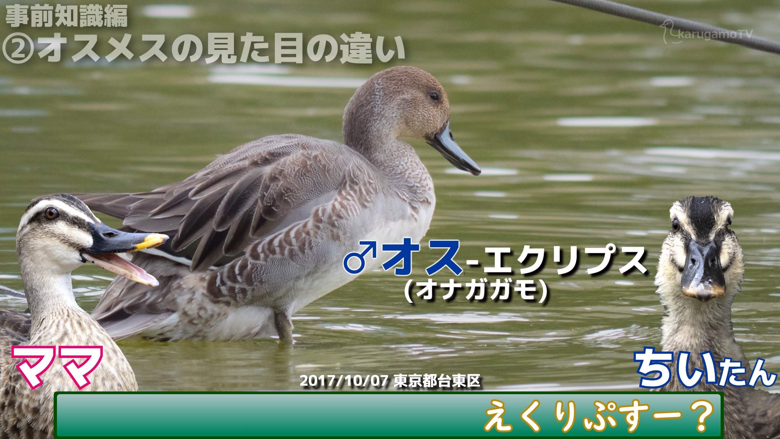 Karugamotv カルガモの人 Robecoot Twitter