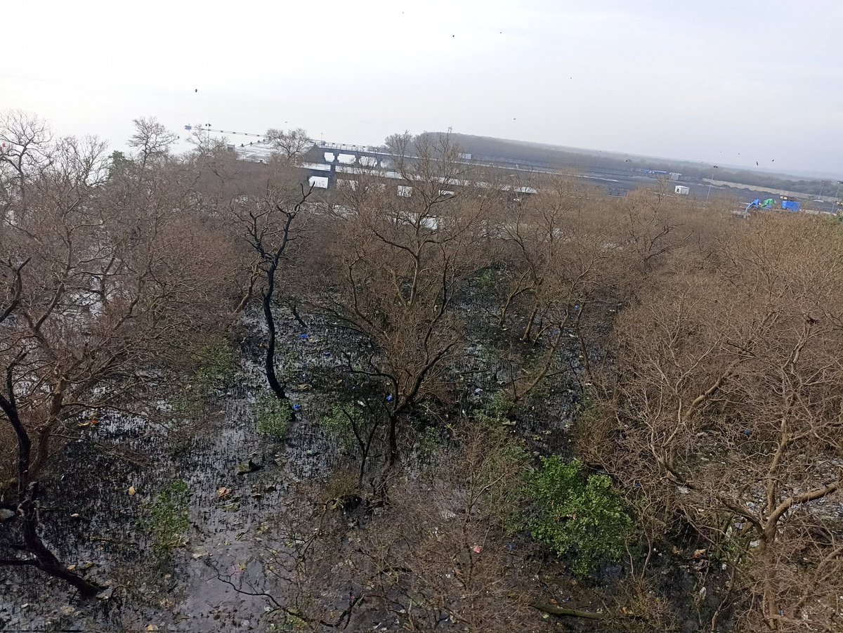 dharmeshbarai's tweet photo. "don't try to touch me, I have turned brown and alive just because of the changing of the weather pattern"- Mumbai Mangroves
I will emerge again in few days and spread greenery.
#pestattack #BrownMangrove
@MangroveForest @shitalpachpande @vrtiwari1 @mumbaimatterz @navimumbaicv https://t.co/hGanEi73og
