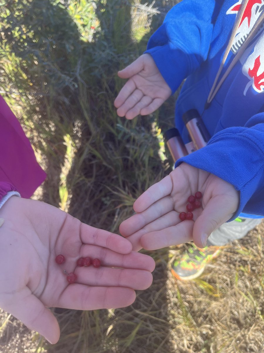 GarnerLarissa's tweet photo. Back out on land! It was a beautiful day and our land based program grew to 2 classes. Thanks @LaceyWeekes and Mya from @NatureSask #landbasedlearning #cougarawesome @RegPublicSchool @CentennialSchoo https://t.co/yRYpQjUm4L