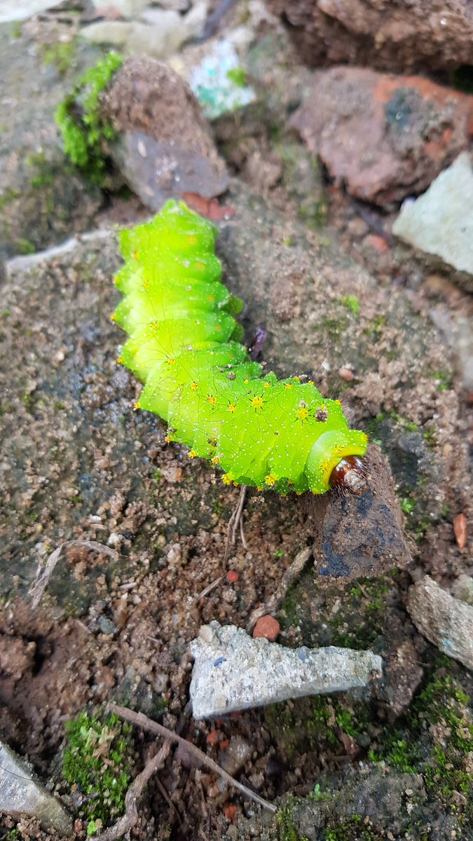 ToshminaB's tweet photo. Beauty...❤

#wildlife #insects #BeautyIsBack #SaveLives https://t.co/kMNvqVUTc0