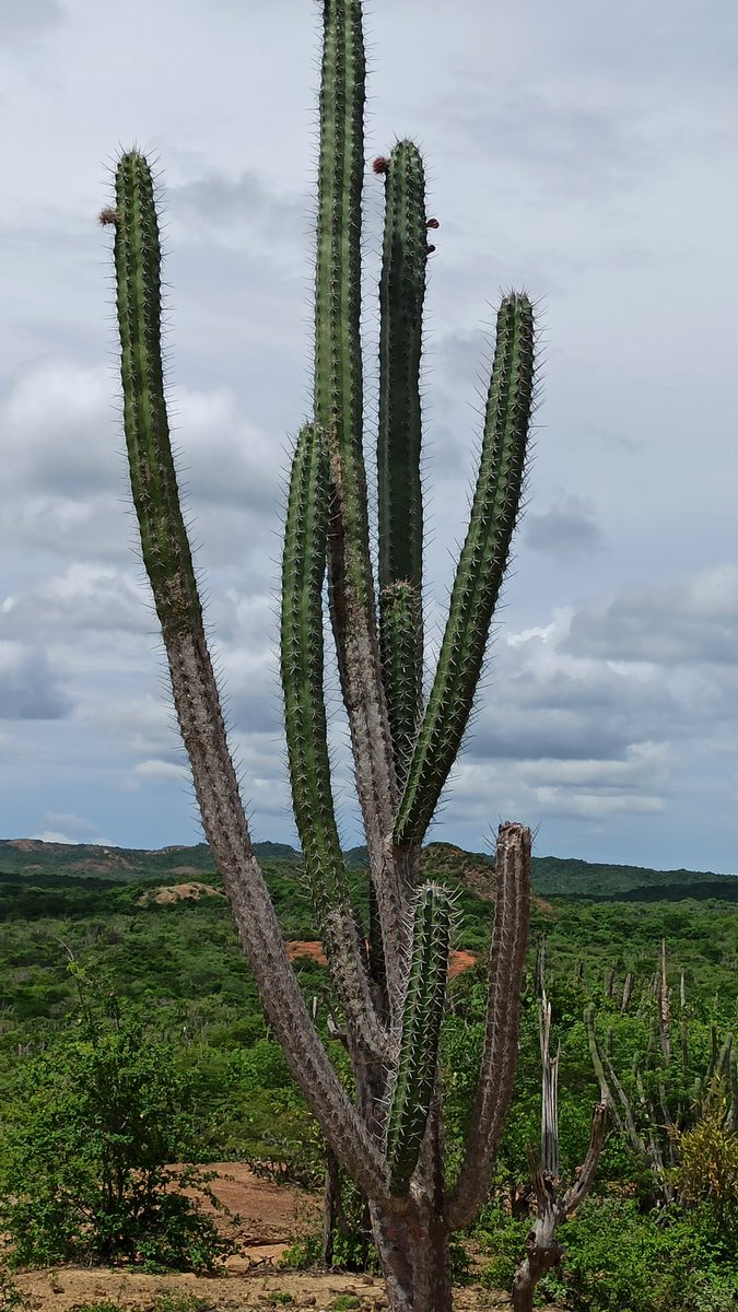 🐾🌹Ramón David🪐🚀🏀 tweet media