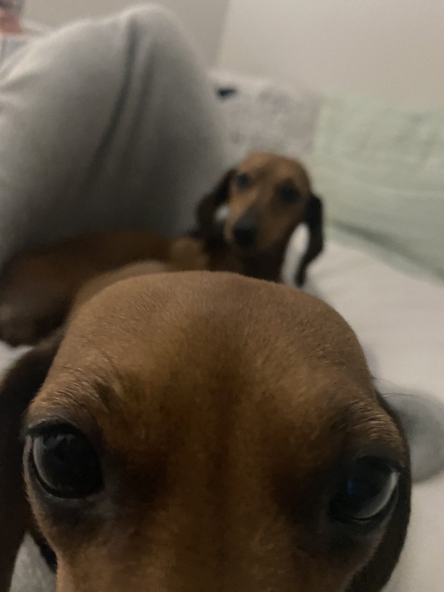 TheDobey's tweet photo. This is my sister getting all up in the camera!  📷.  I didn’t even get a good shot of me - no fair! 😂.  #parkersplayground #siblinglove #littermatesforlife #shesmybestfriend ❤️🐾 https://t.co/9BgtnfkQaK
