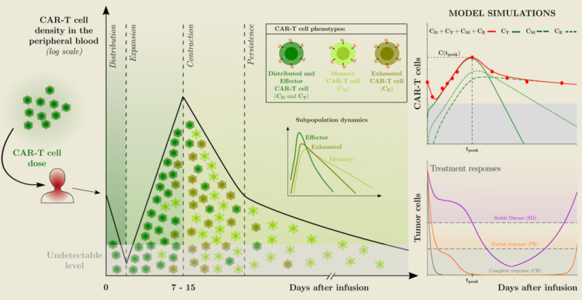Preprints_org's tweet photo. Modeling Patient-Specific CAR-T Cell Dynamics: Multiphasic Kinetics Via Phenotypic Differentiation https://t.co/v3yccS9etc #MathComputerPreprints #PreprintsOrg https://t.co/mpvnDAoXJ8