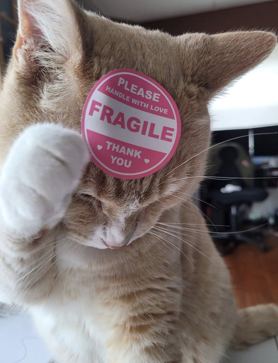 CATBRAINCELL's tweet photo. https://t.co/ONTtbDhBY5