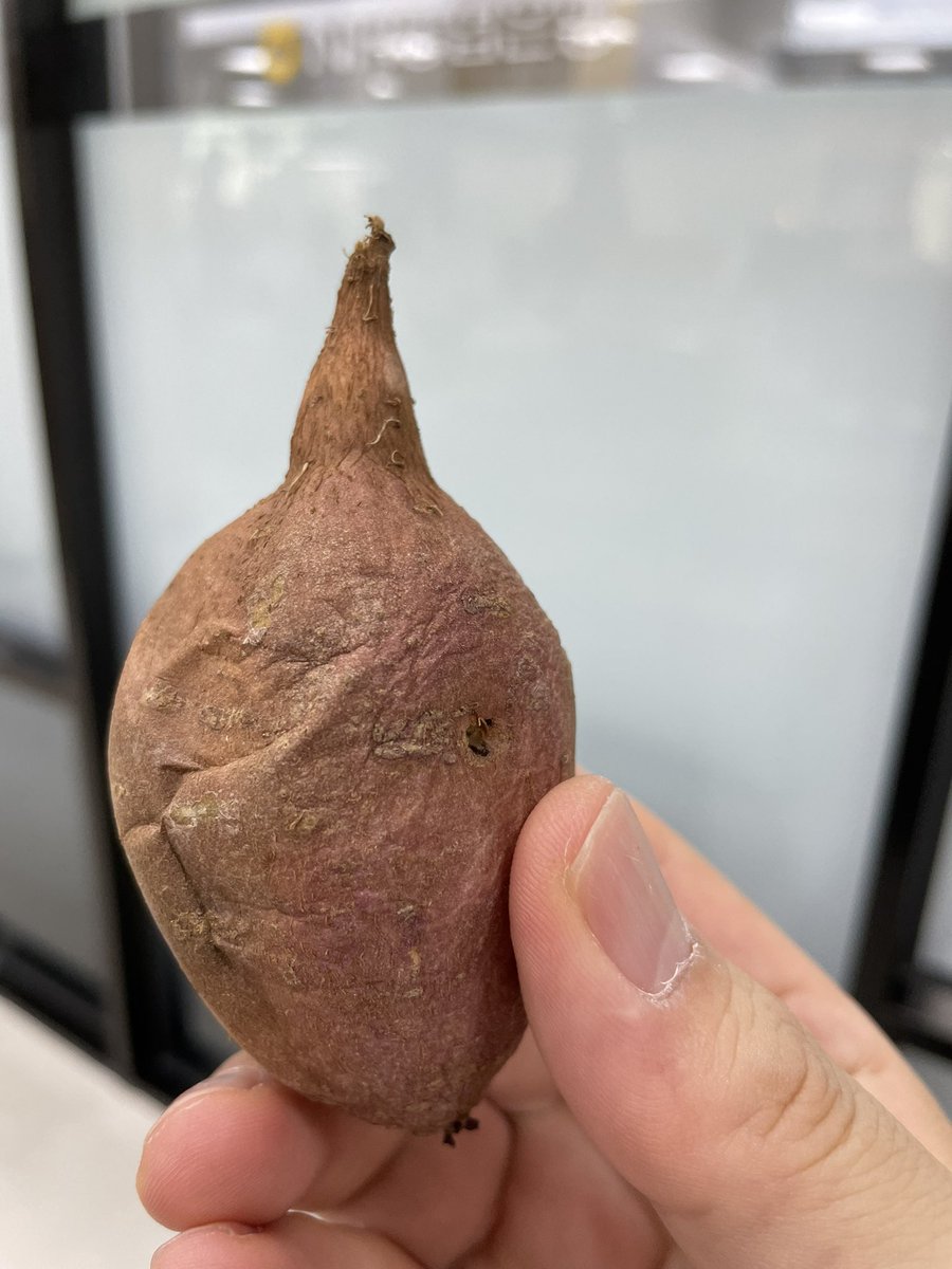 nacfhong's tweet photo. Petite breakfast #sweetpotato https://t.co/xpPLlF8P3l