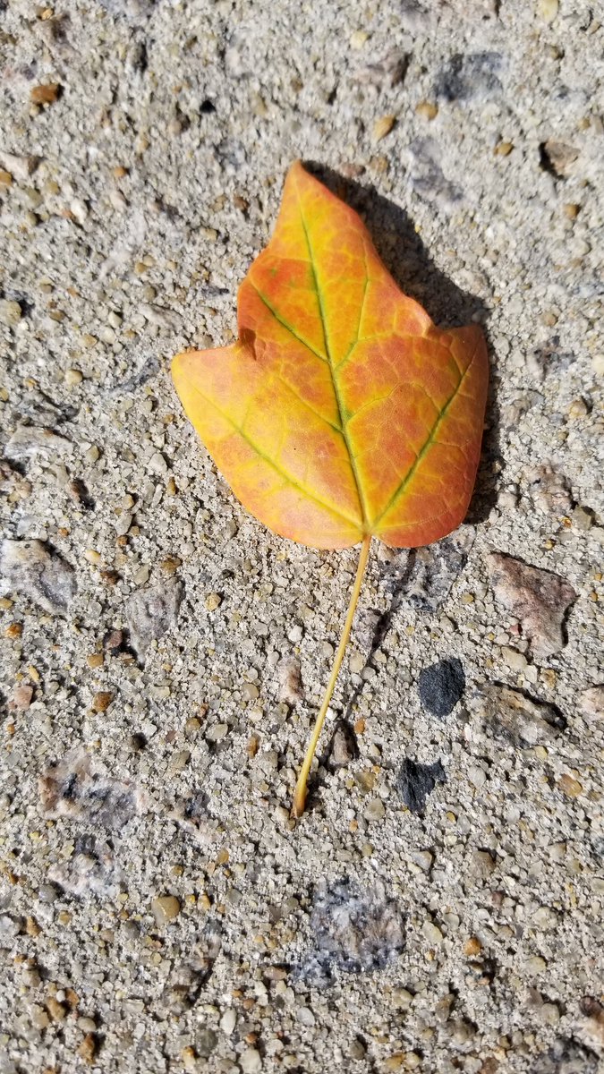 PhilipWoodward8's tweet photo. Today is the first day of fall, so here is a small orangey-yellow maple leaf that I found laying on the rocky ground at my office complex in Raleigh earlier this week. 🙂🍁 #NCFallofFame https://t.co/mYwwV3bl9R