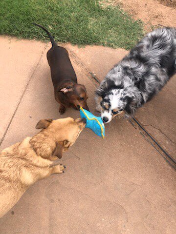 FunFuriends tweet picture