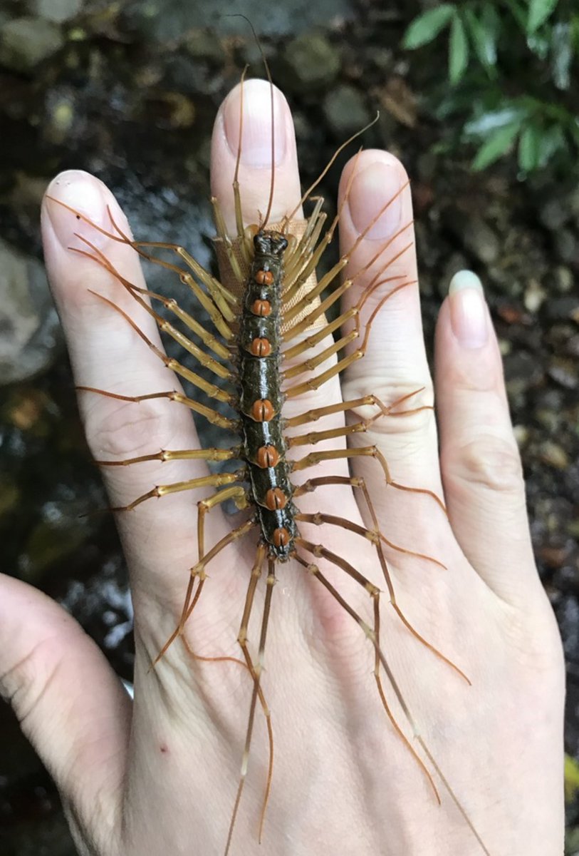 giant-centipedes-japan