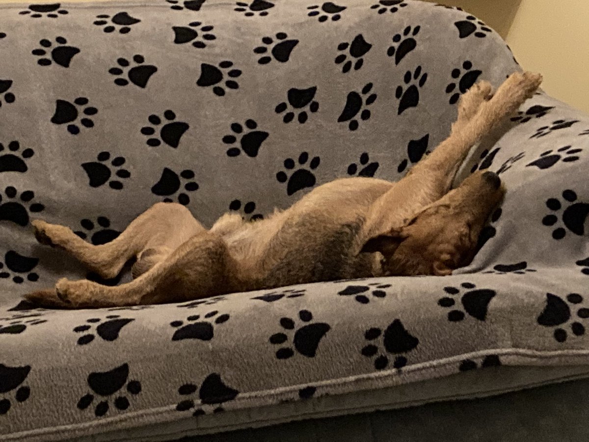 NickiLord's tweet photo. On the sofa like…🐶🐾💤 https://t.co/6PKSmvYCqX