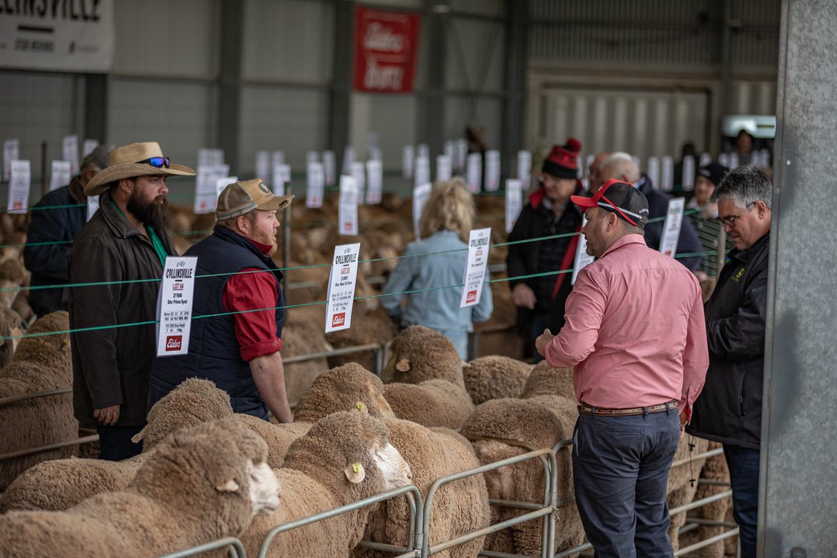 CollinsvilleAUS's tweet photo. Collinsville 2022 On Property Sale Result
Congratulations to all bidders and underbidders!
#CollinsvilleStudMerinos #ProfitableSheep https://t.co/NCHOGi5Xyb