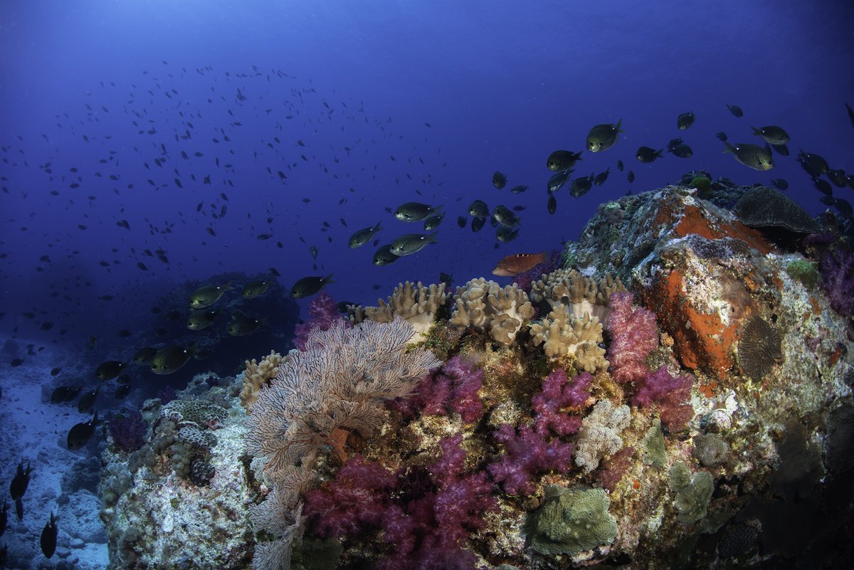 Reef Life Survey tweet media