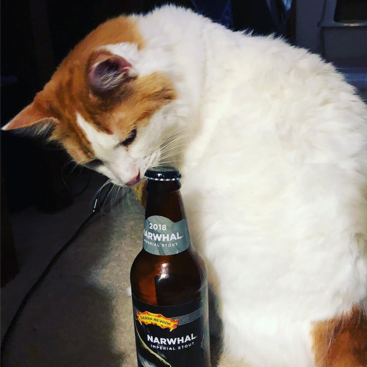 JimmRet's tweet photo. #ThisDayIn 2019
#RustyNotDusty wants to pop the top of this @sierranevada Narwhal Imperial Stout! #BeerCat #CatsOfTwitter https://t.co/kHdNrqxxX9