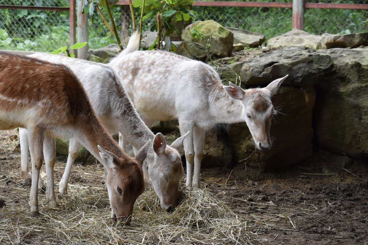 群馬サファリパーク Gunmasafari Page 3 Twilog