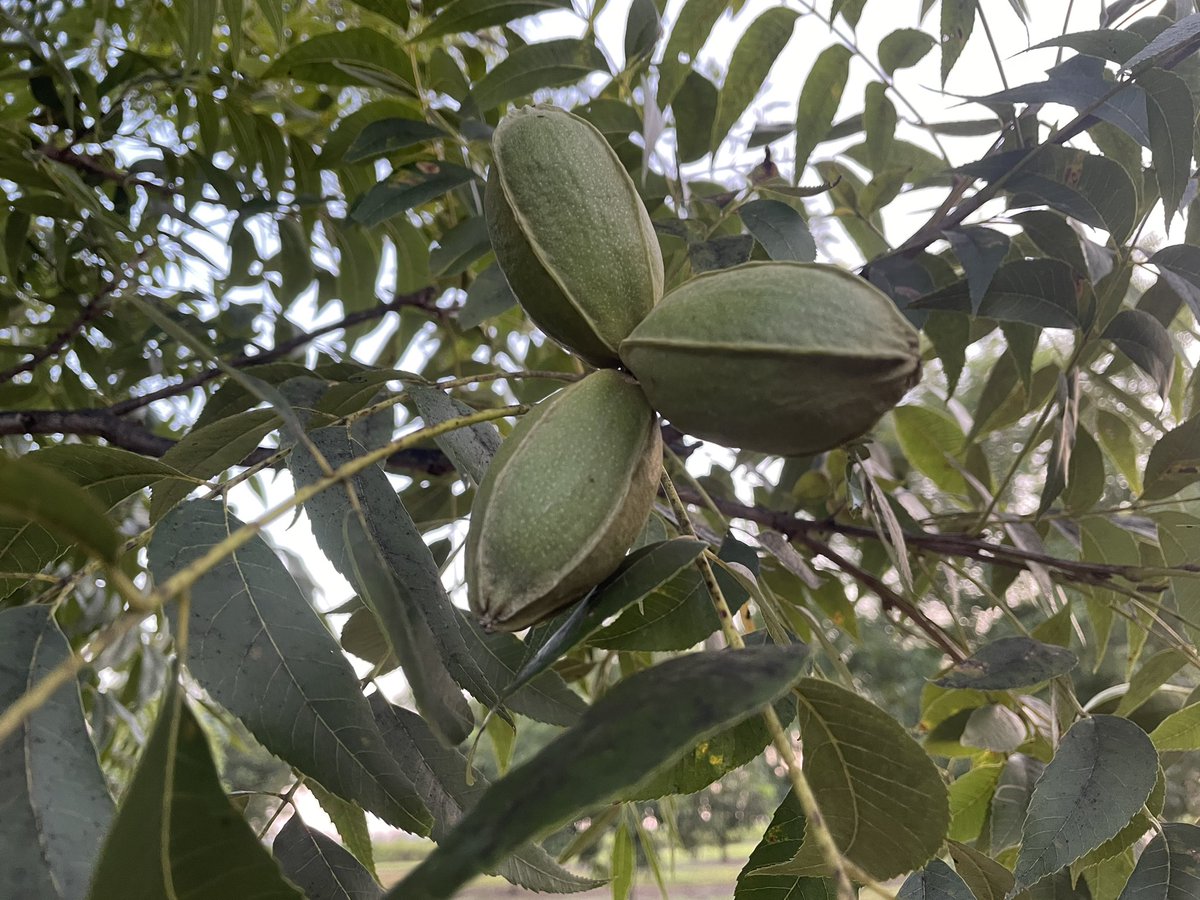 AgTechMatt's tweet photo. Can’t wait to fill my shirt pocket with these #GApecans and start shaking trees. Easily my all time favorite snack #eatmorepecans https://t.co/rjJc8Zds1u
