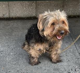 Saint Laurent #153314 was given up for housing SEP 12, dies in NYCACC Saturday for being fearful in the pound. Age 3, this bundle of cuteness is friendly and outgoing with dogs and humans. Playful, knows commands and ready to go home! Pls pledge, RT SAINT!
m.facebook.com/story.php?stor…