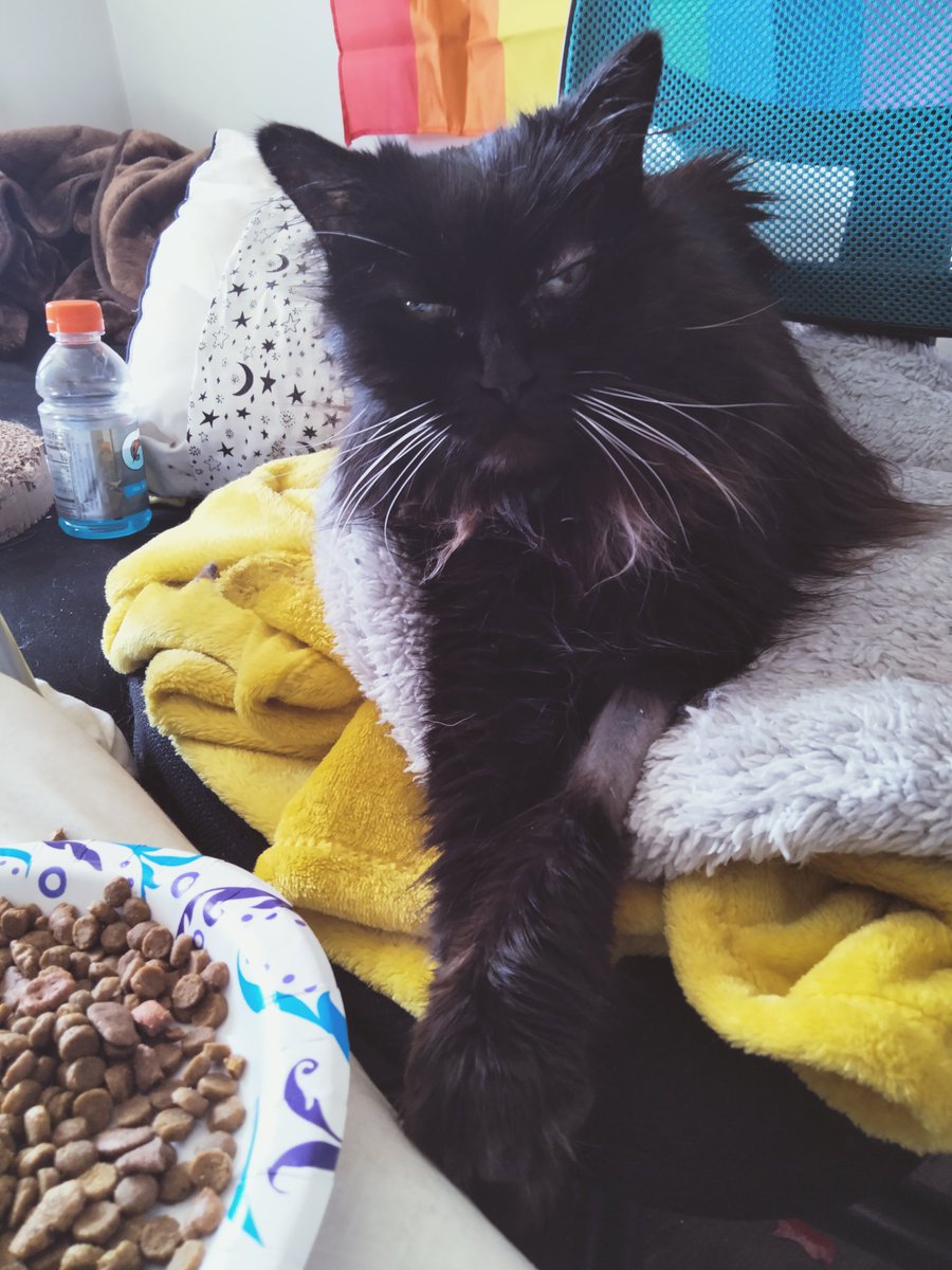 PretzelLoaf's tweet photo. Today is #RememberMeThursday . Please take time out of your day to spare thoughts towards all shelter animals. Please donate to your local animal shelter and, if you're able to, adopt from there as well. They need as much support as possible, and the work they do is wonderful. https://t.co/EkcuZu1ul7