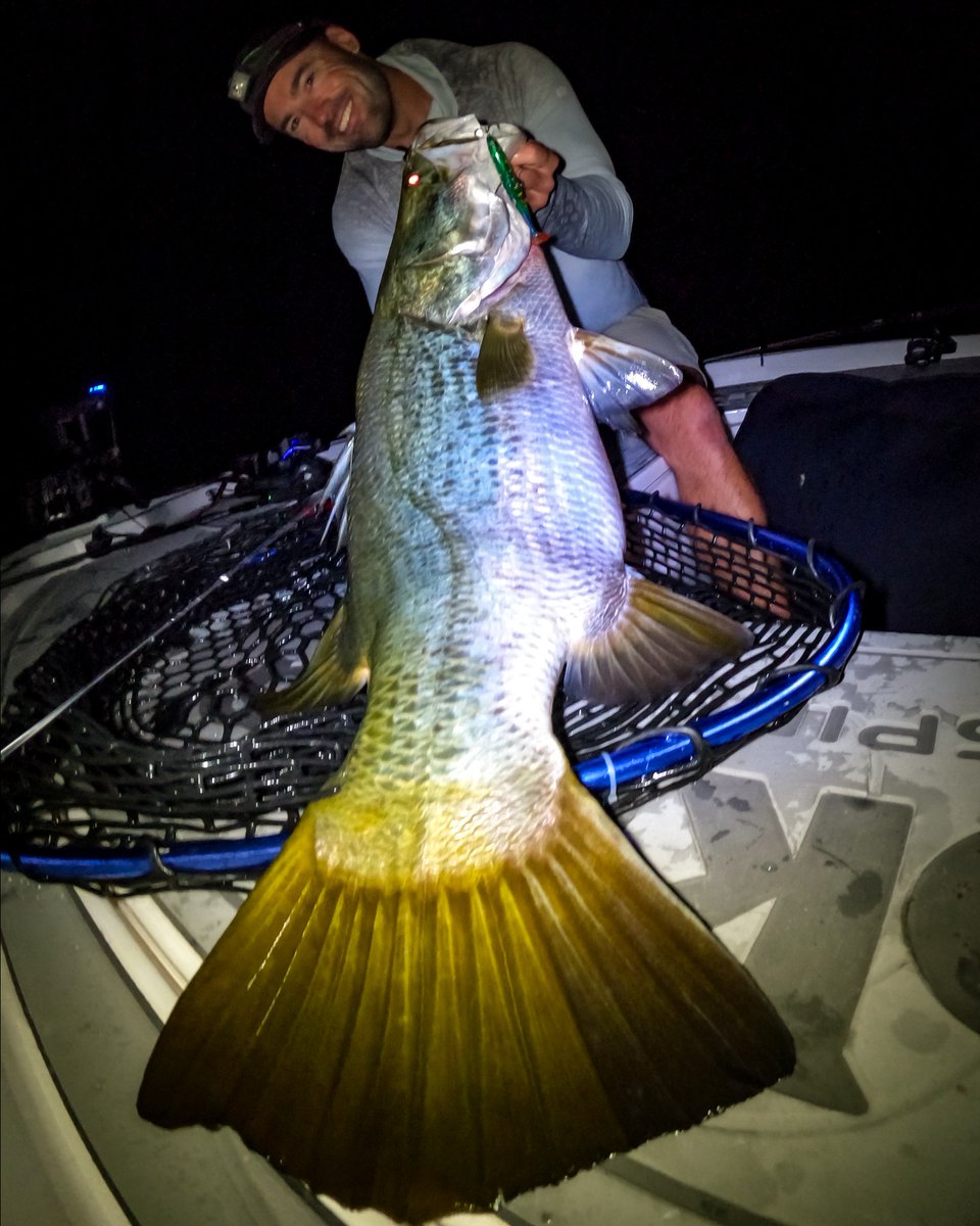 deandotfish's tweet photo. Awoonga is definitely a fun place to spend spring and summer, the calibre of fish in this place is crazy and how quickly the quality of fish in here established is a credit to all those involved. Love these fish, tick all the boxes! #barramundi #awoonga #spring #summer https://t.co/QvnYG4YbHD